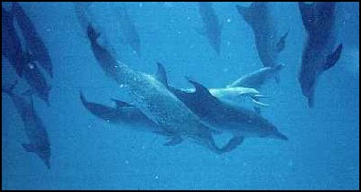 Large dolphin pod in Penelope's first dolphin trip 1997 in Bahamas